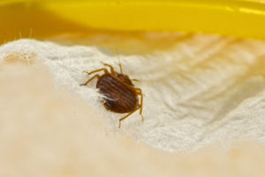 Bedbug treatment roseville