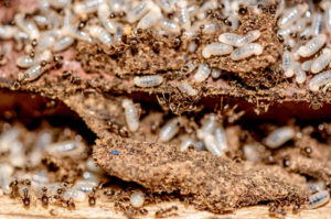 Termite Treatment Roseville